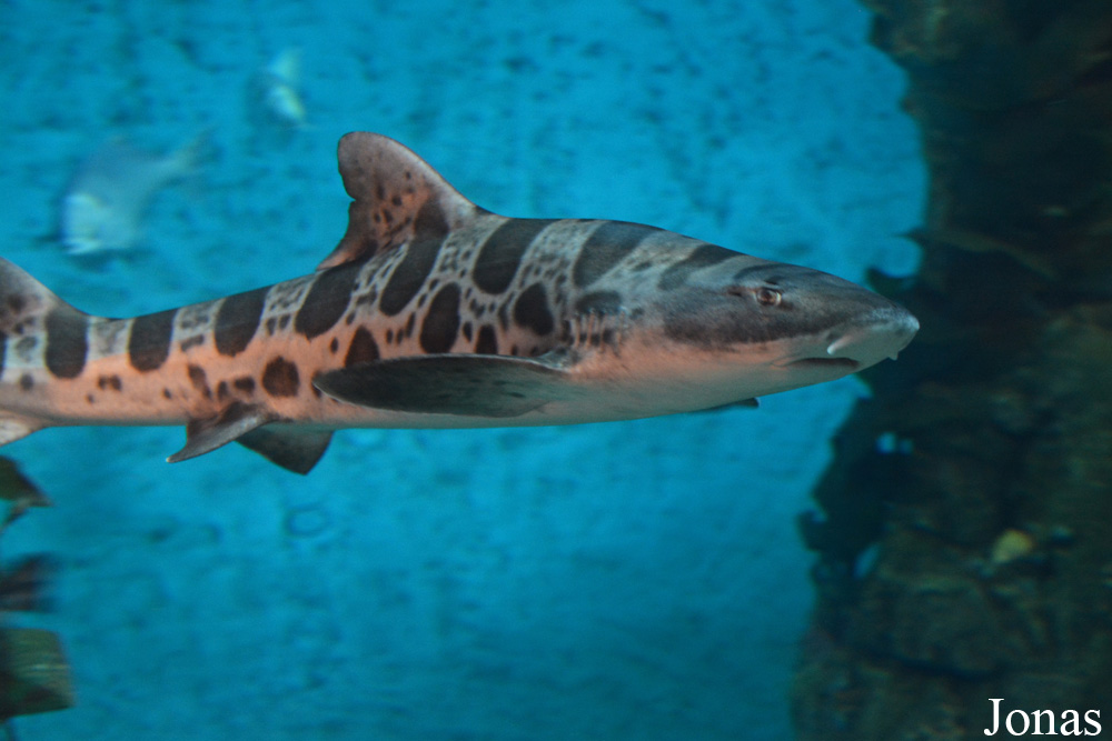 Triakis semifasciata