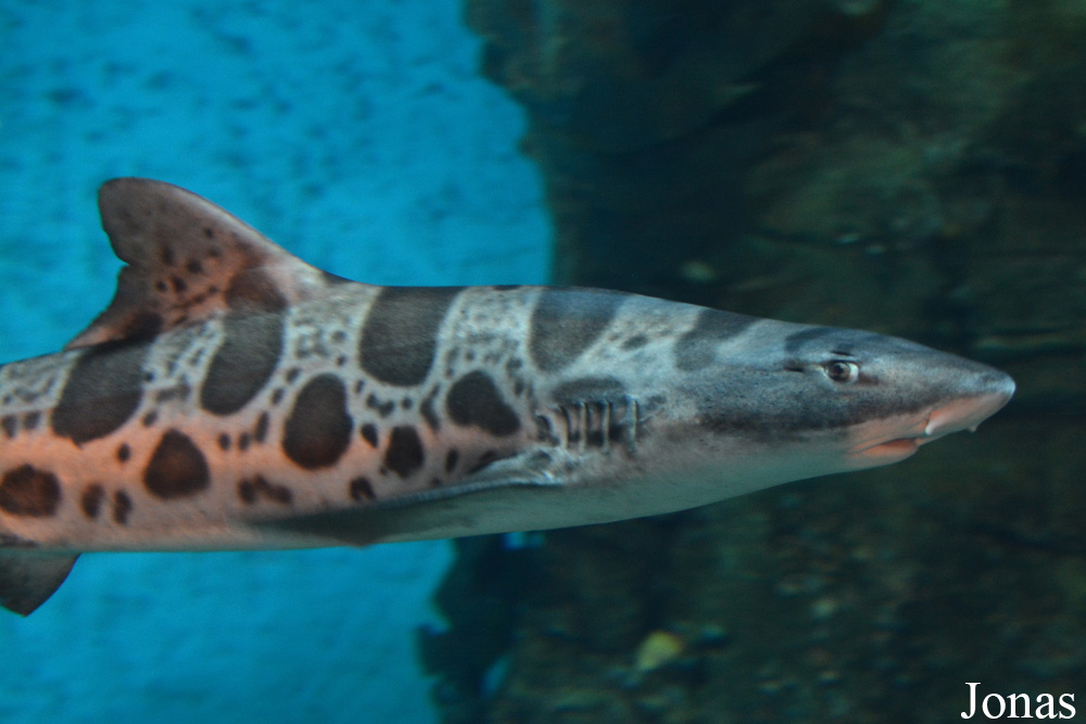 Triakis semifasciata