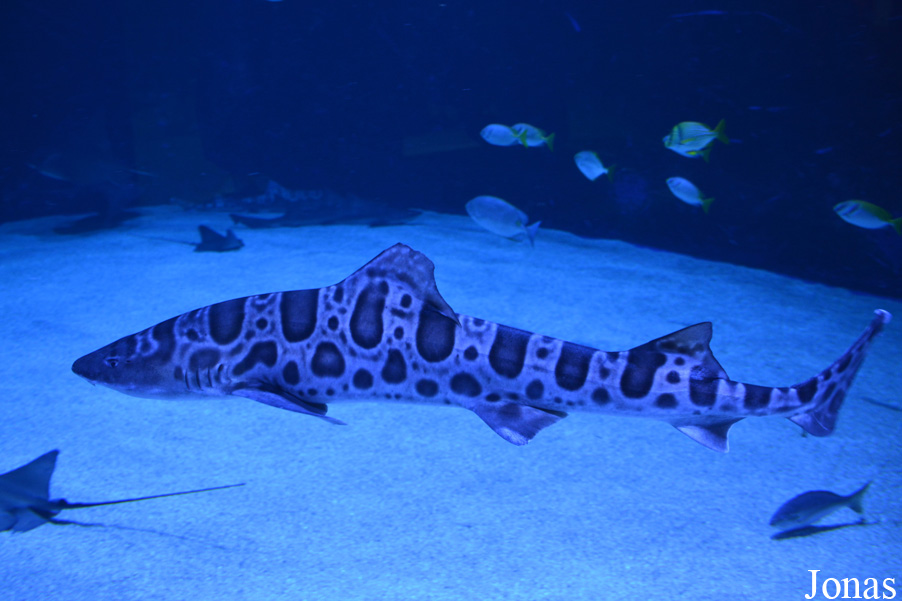 Triakis semifasciata