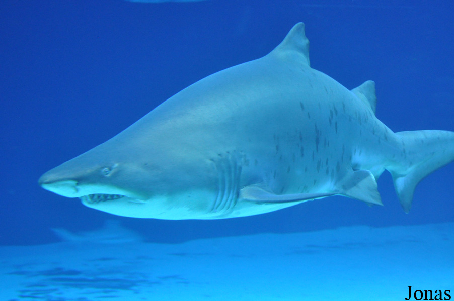 Carcharias taurus