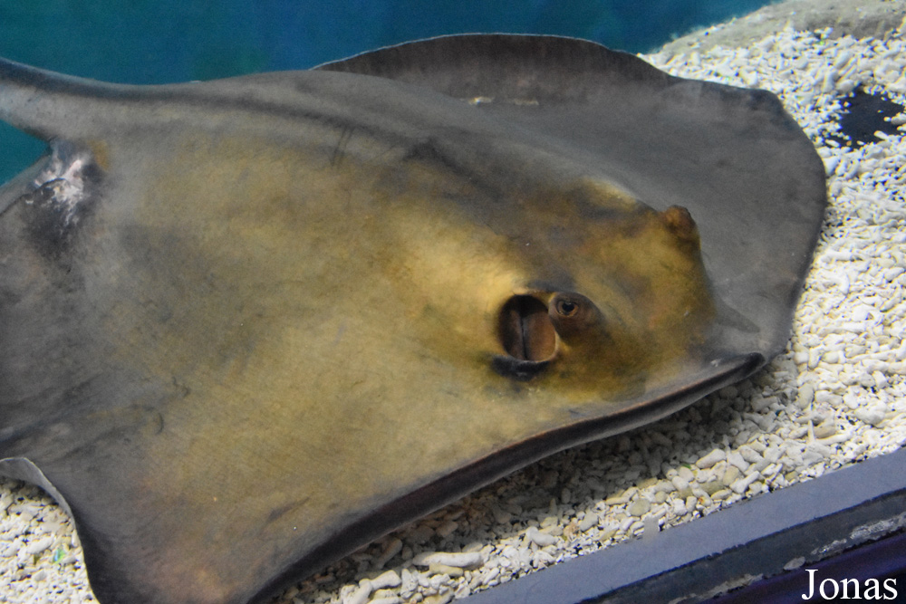 Dasyatis pastinaca
