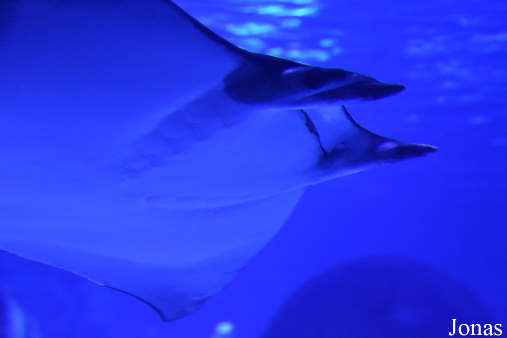 Mobula kuhlii