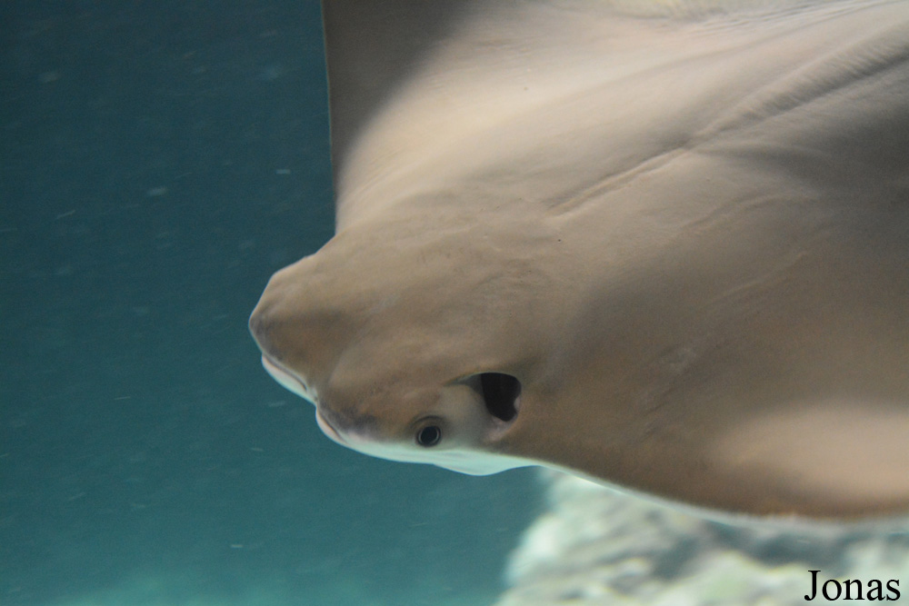 Rhinoptera bonasus