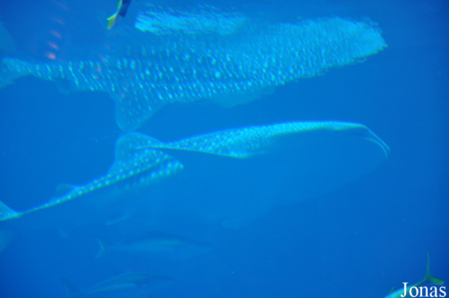 Rhincodon typus