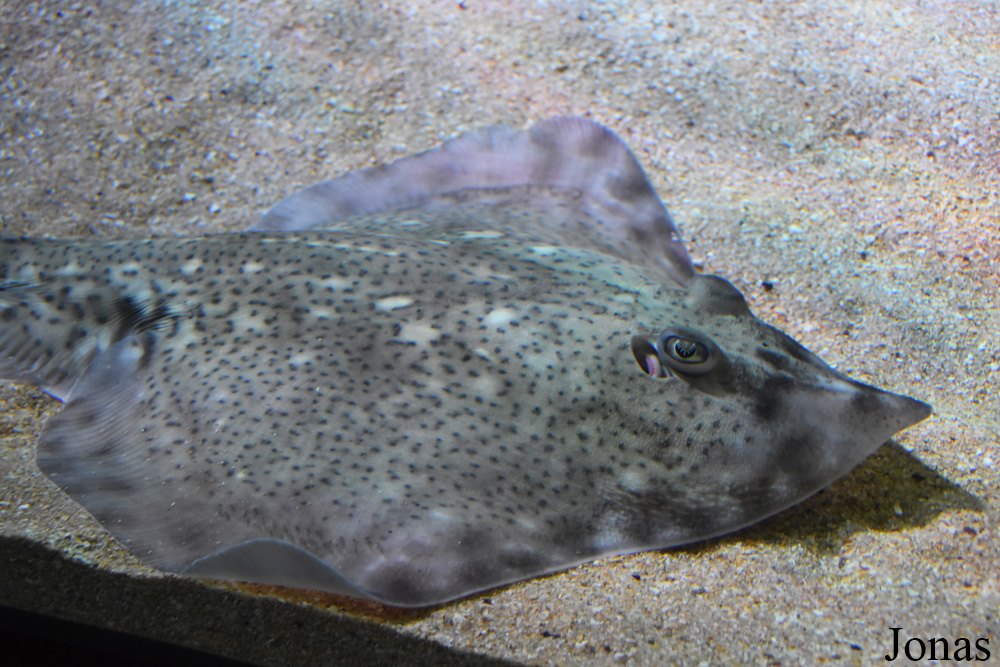 Raja clavata