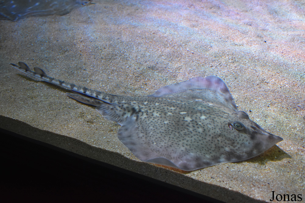 Raja clavata