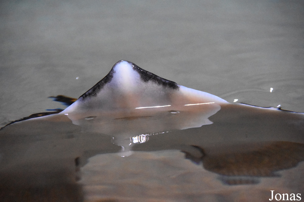 Raja undulata