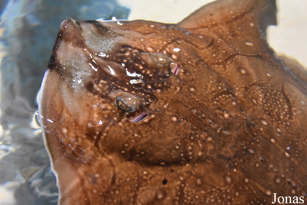 Raja undulata