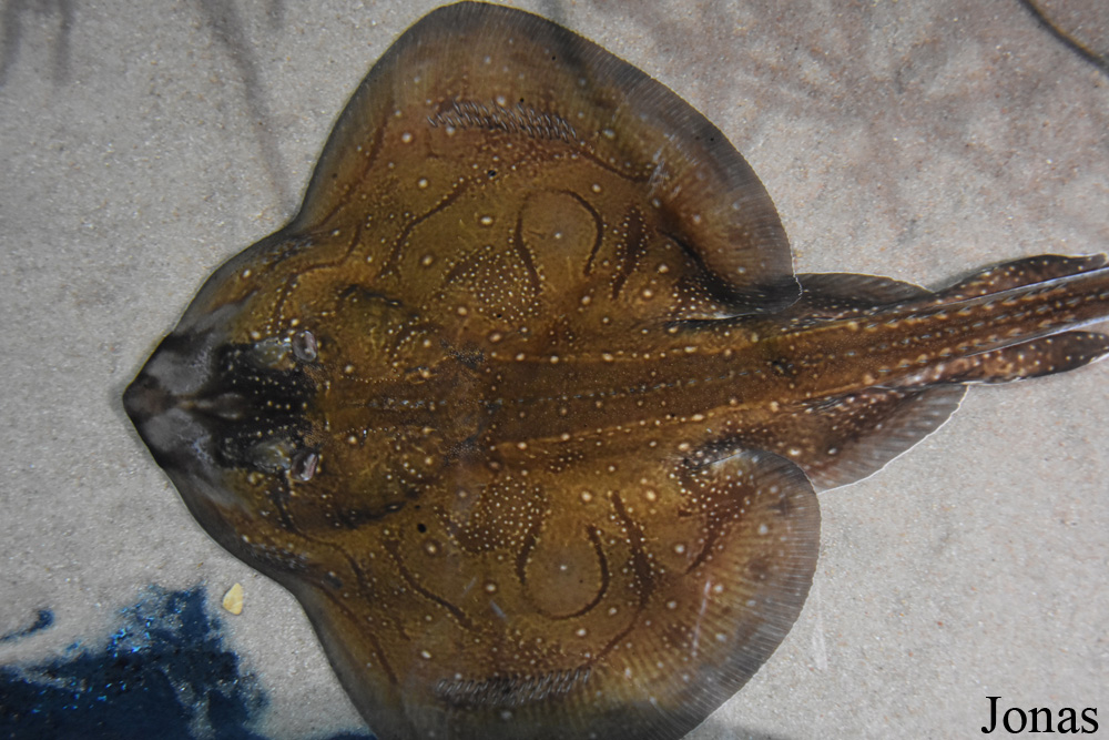 Raja undulata