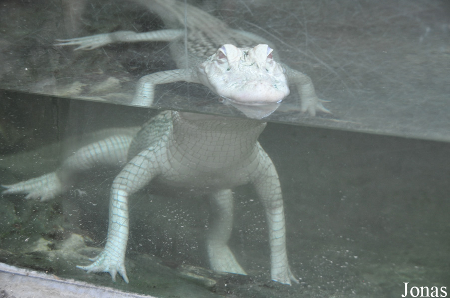 Alligator mississippiensis