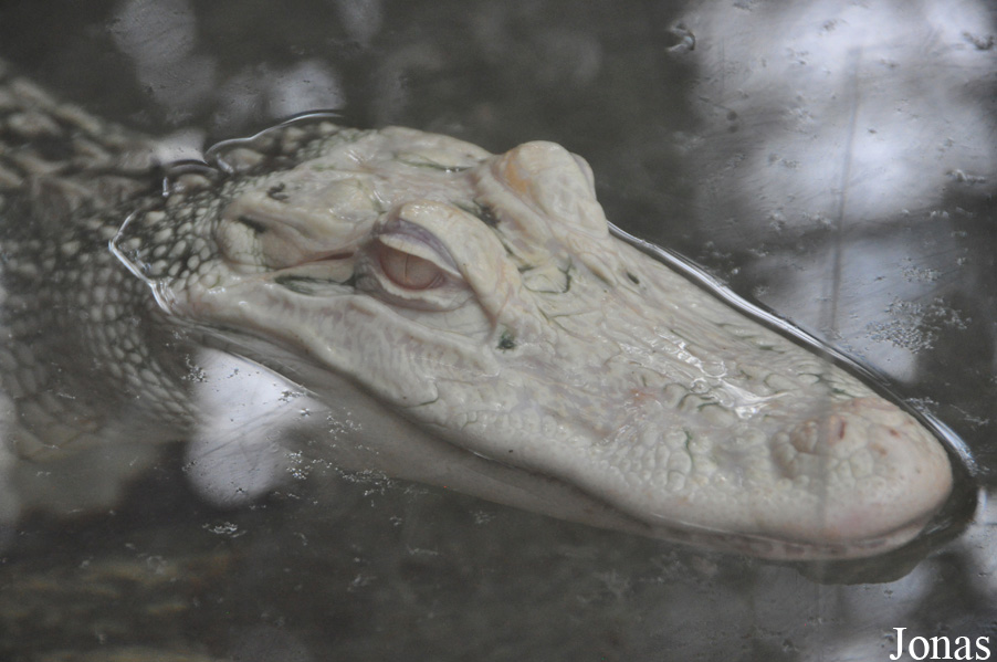 Alligator mississippiensis