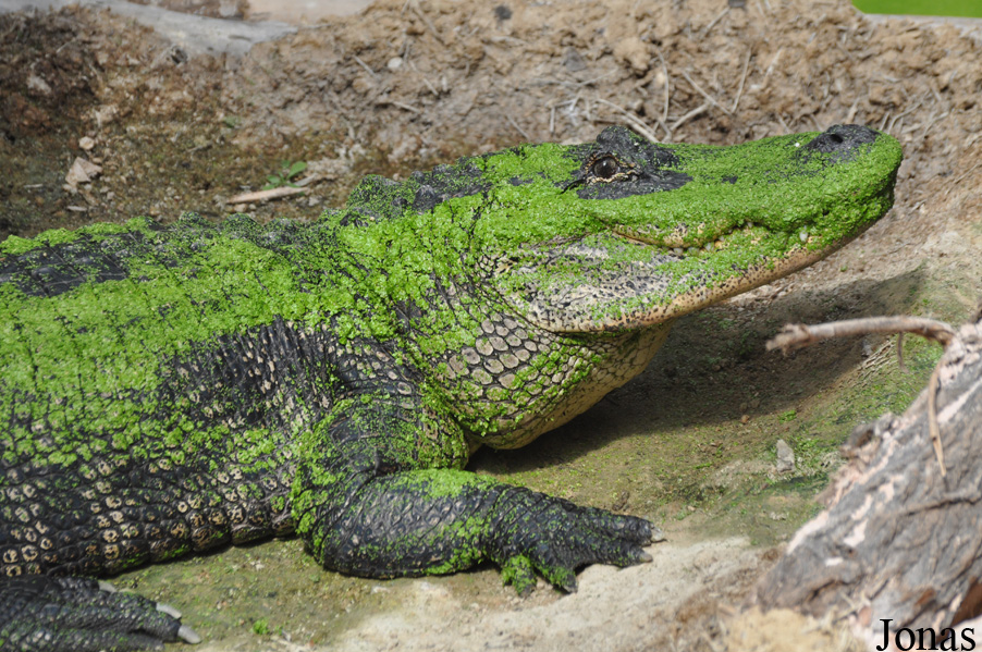 Alligator mississippiensis