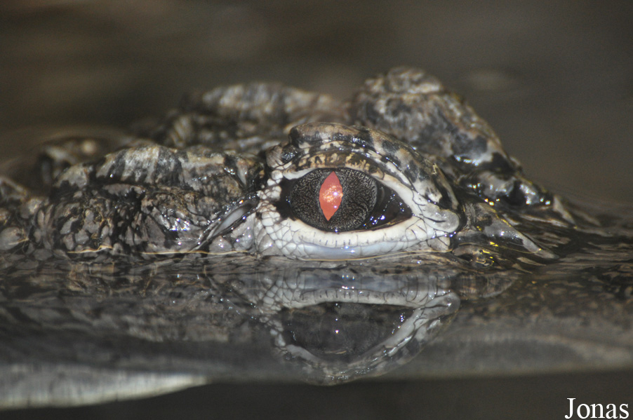 Alligator sinensis