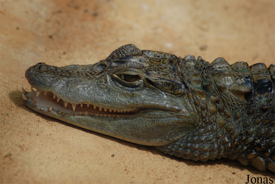 Caiman crocodilus