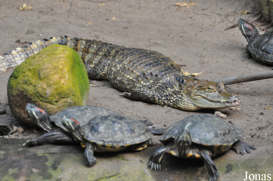 Caiman crocodilus fuscus