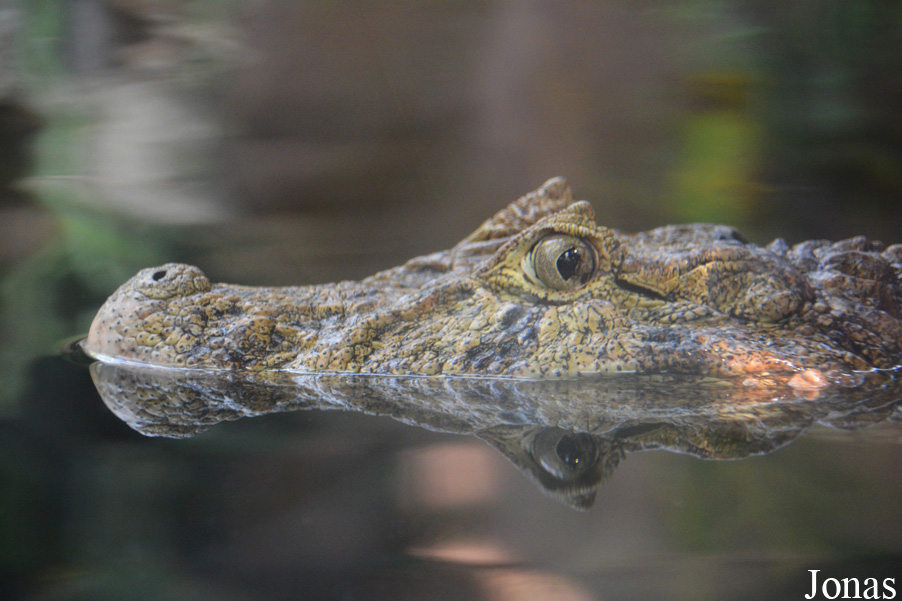 Caiman latirostris