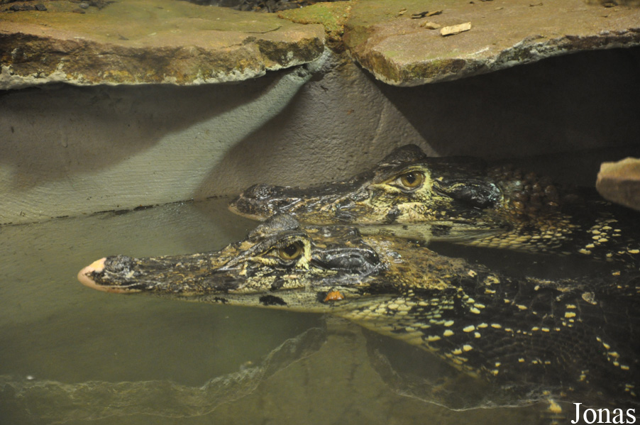 Melanosuchus niger