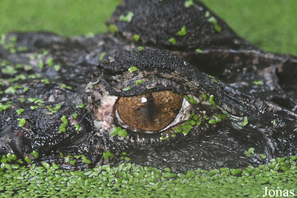 Melanosuchus niger
