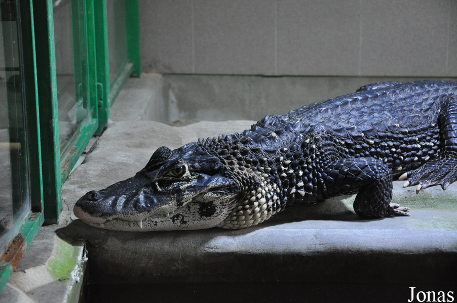 Melanosuchus niger