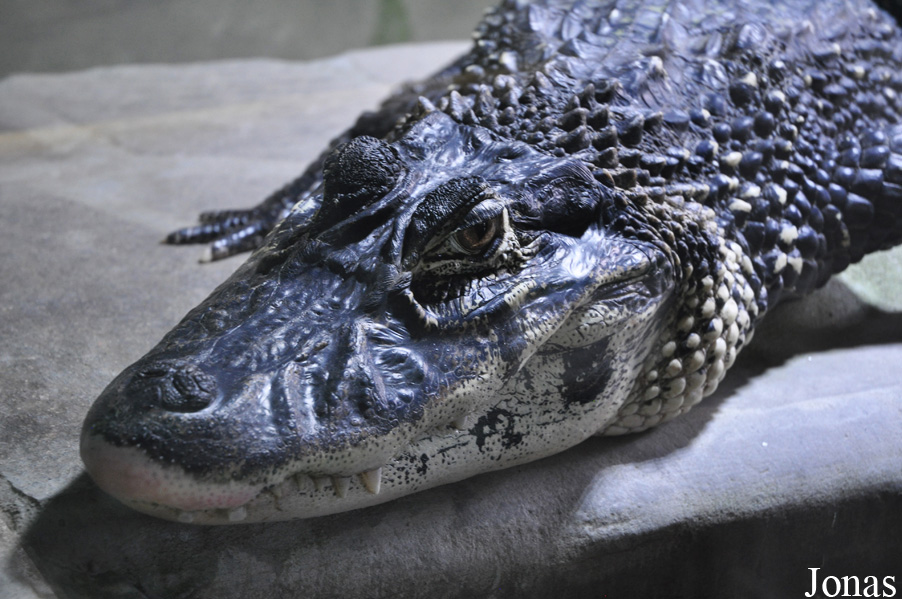 Melanosuchus niger