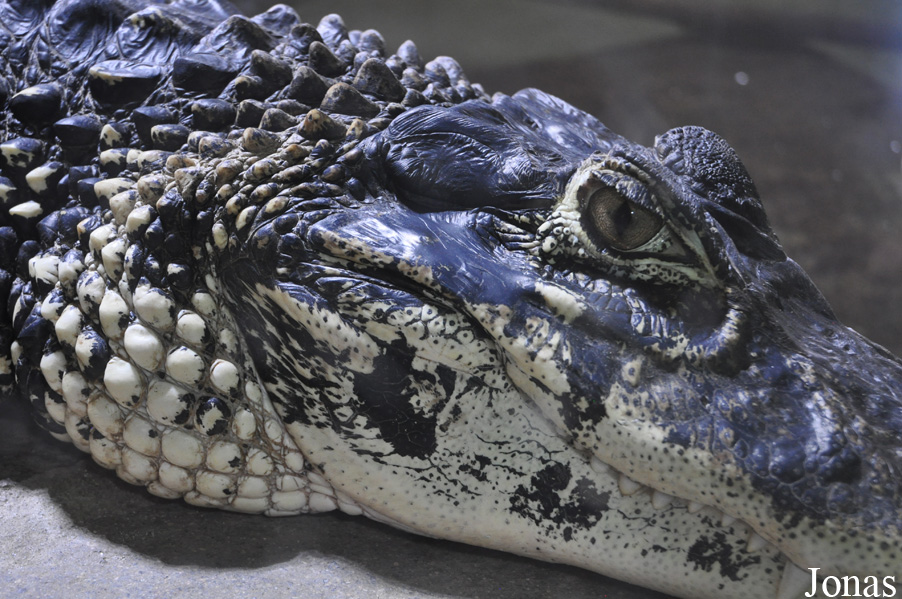 Melanosuchus niger
