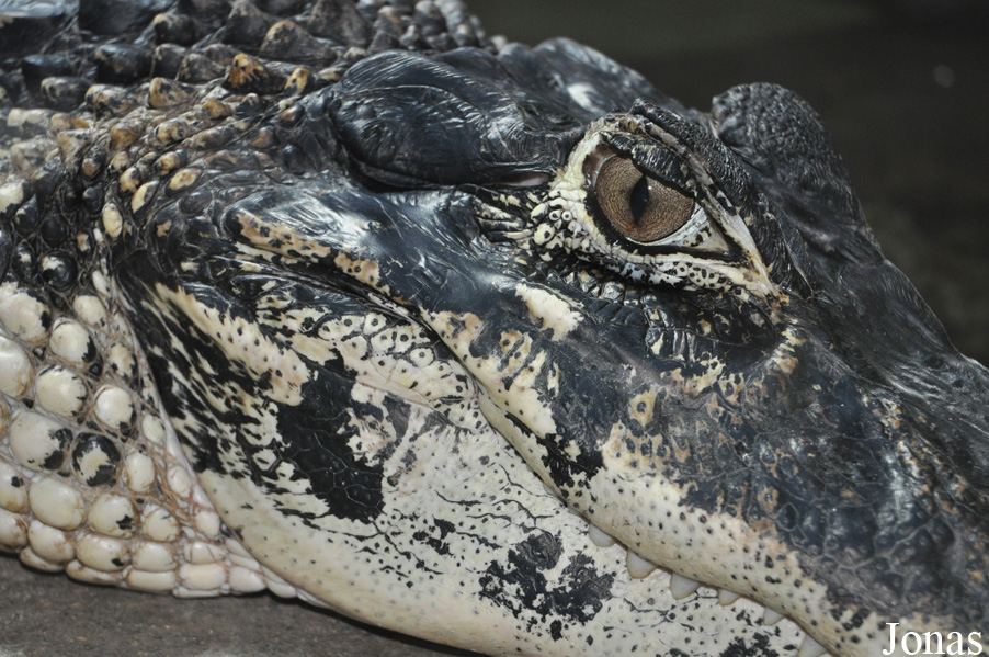 Melanosuchus niger