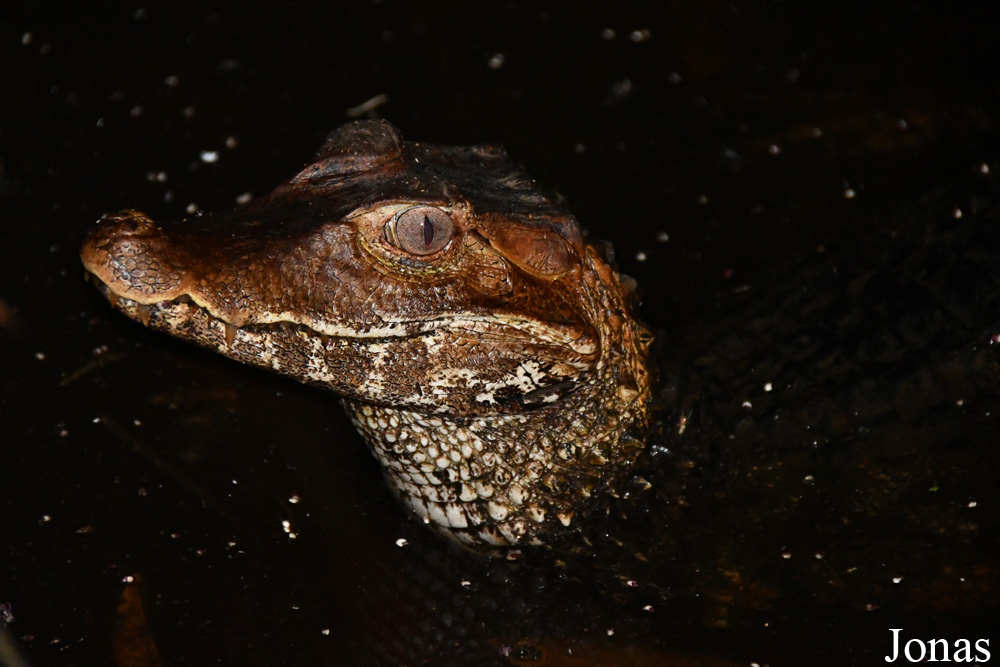 Paleosuchus palpebrosus
