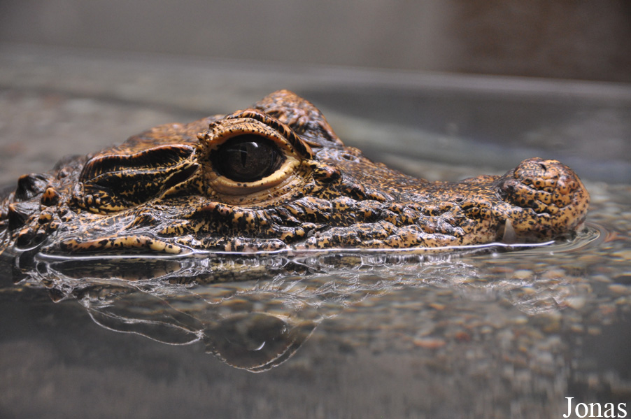 Paleosuchus palpebrosus