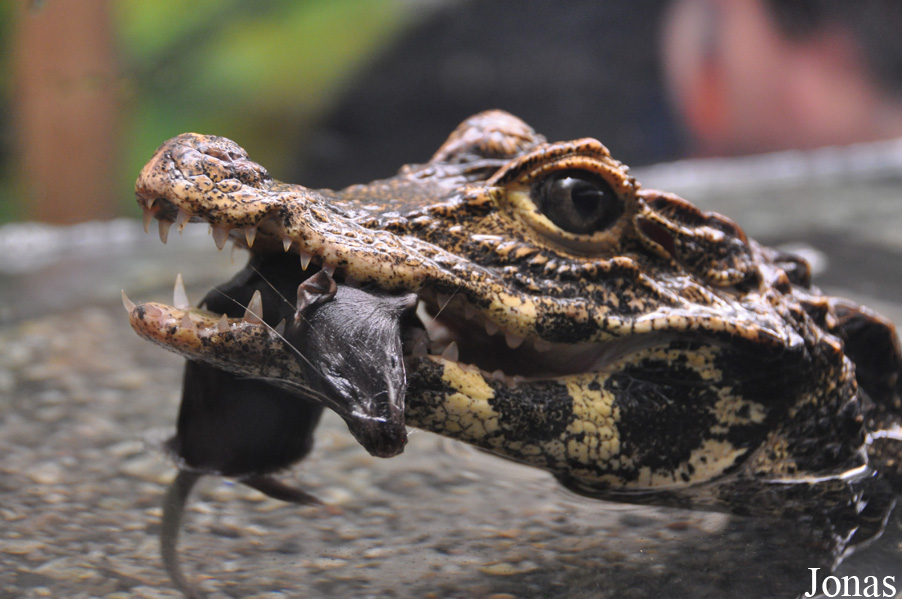 Paleosuchus palpebrosus