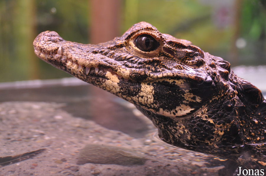Paleosuchus palpebrosus