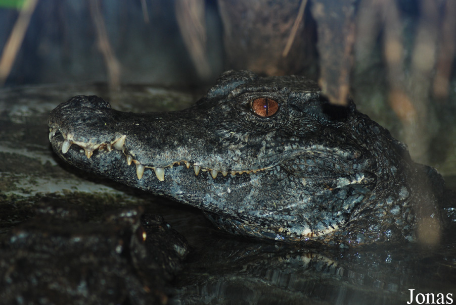 Paleosuchus trigonatus