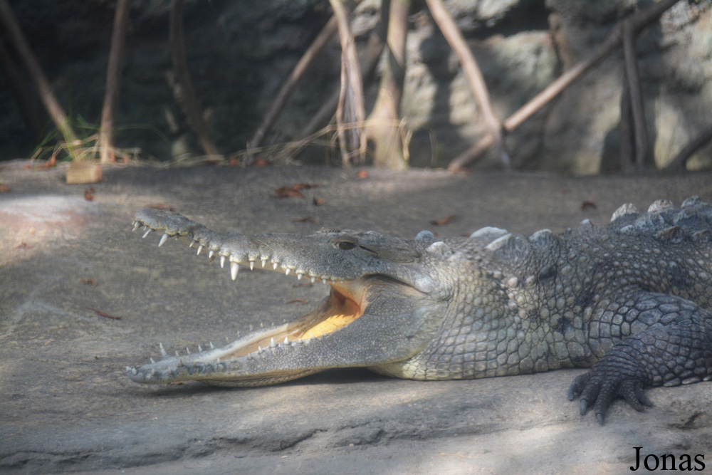 Crocodylus acutus