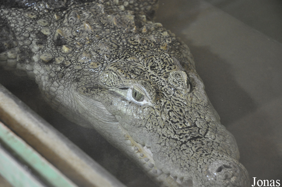 Crocodylus acutus