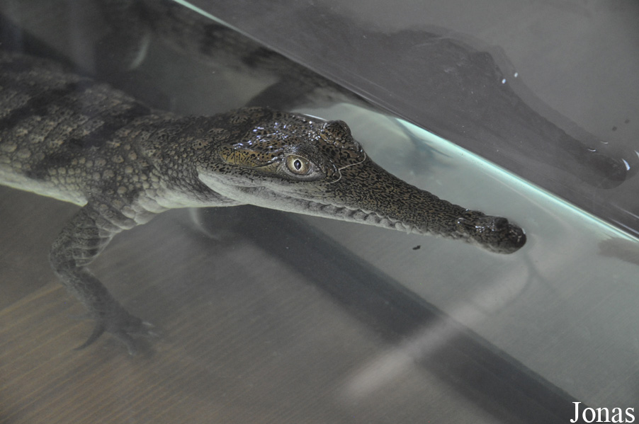 Crocodylus johnsoni