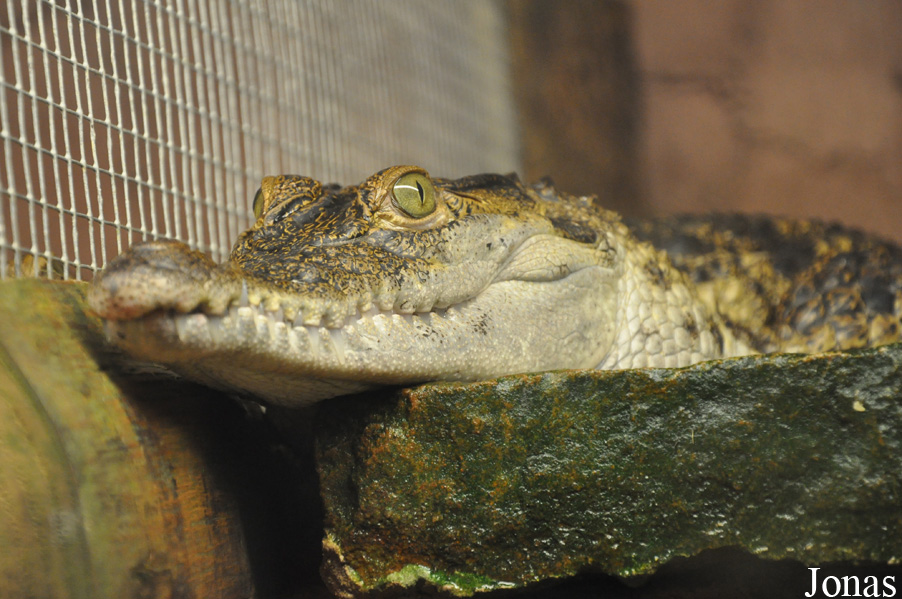 Crocodylus mindorensis