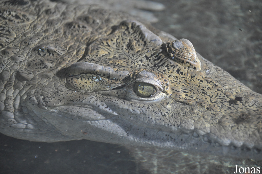 Crocodylus mindorensis