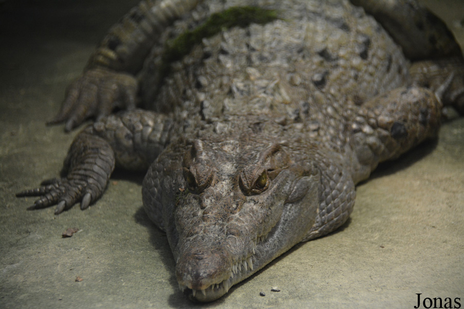Crocodylus mindorensis