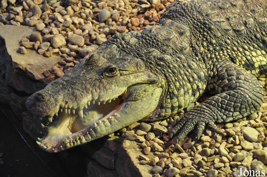 Crocodylus moreletii