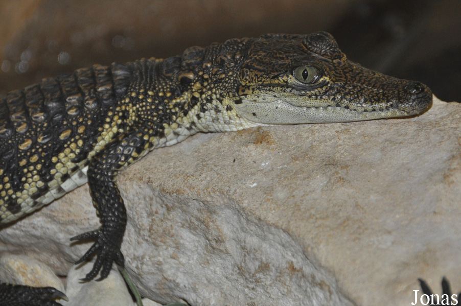 Crocodylus moreletii
