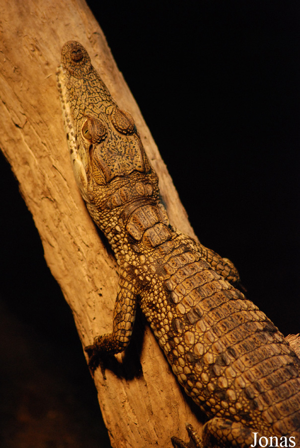Crocodylus niloticus