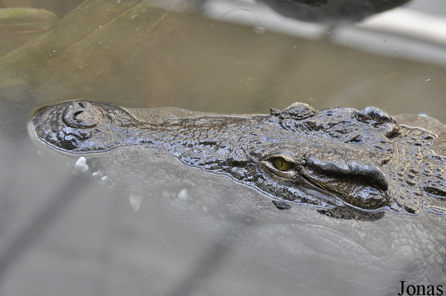 Crocodylus niloticus