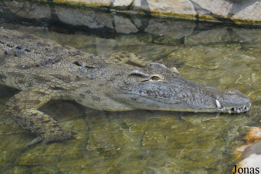 Crocodylus niloticus