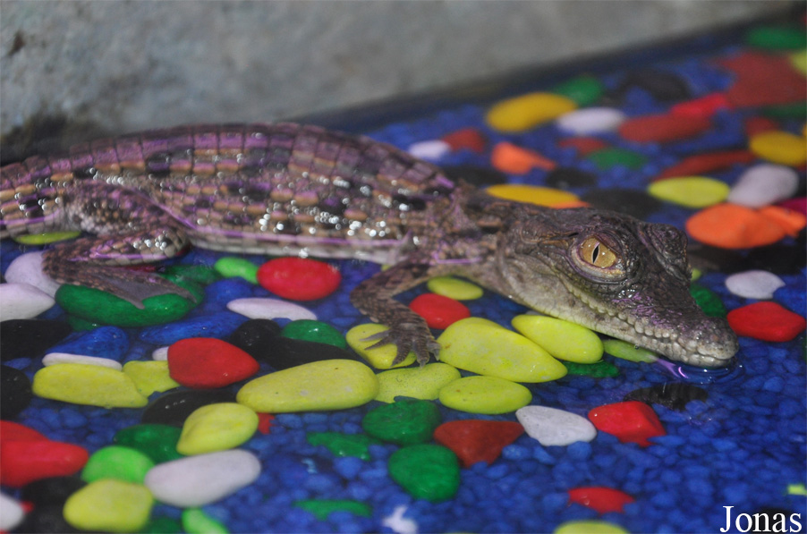 Crocodylus niloticus