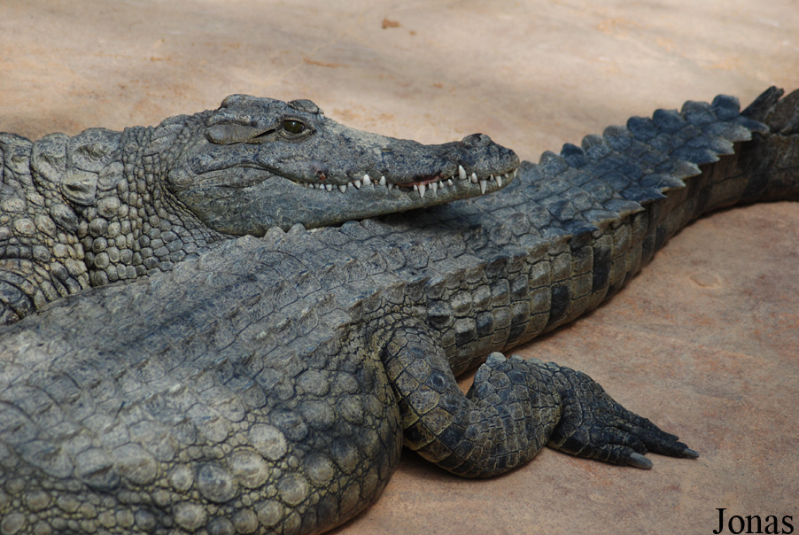 Crocodylus niloticus