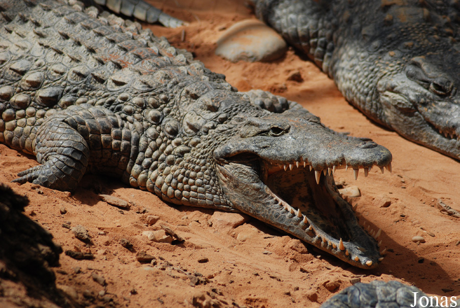 Crocodylus niloticus