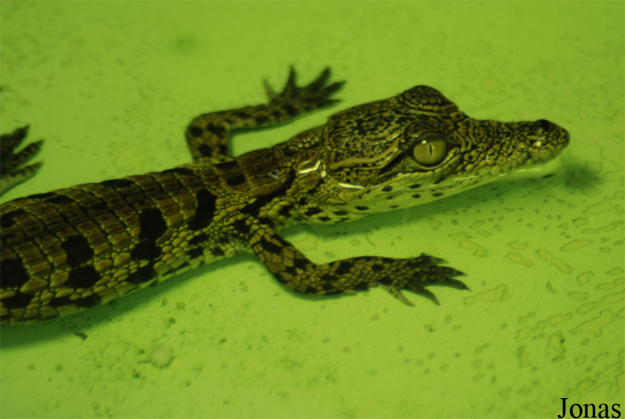 Crocodylus niloticus