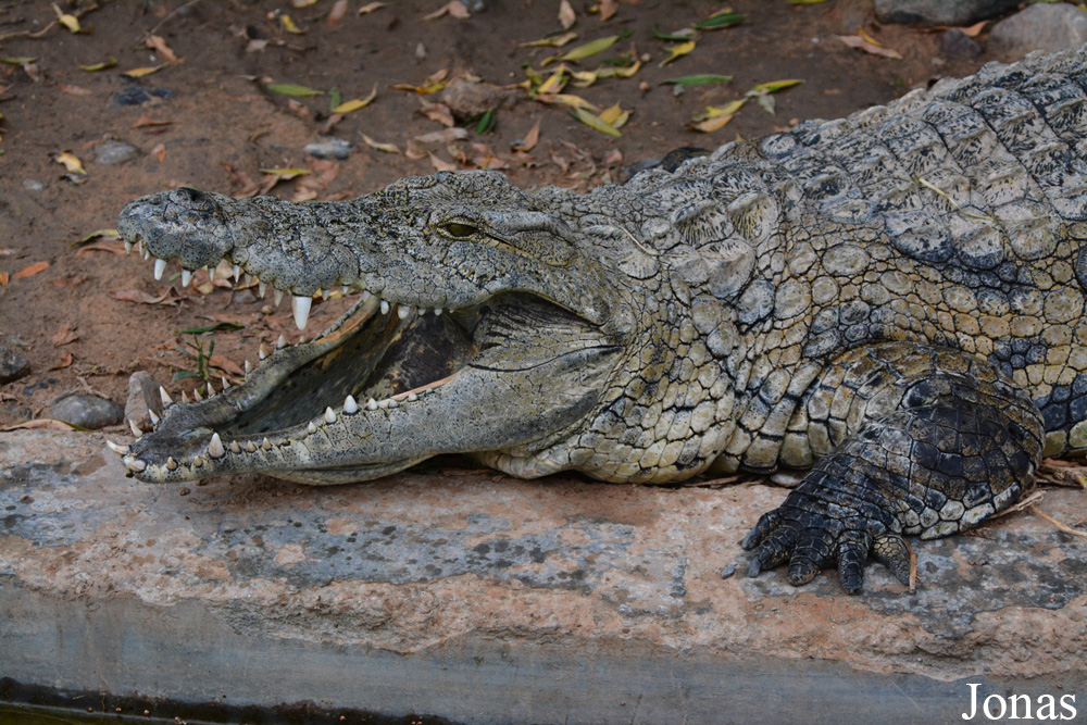 Crocodylus niloticus