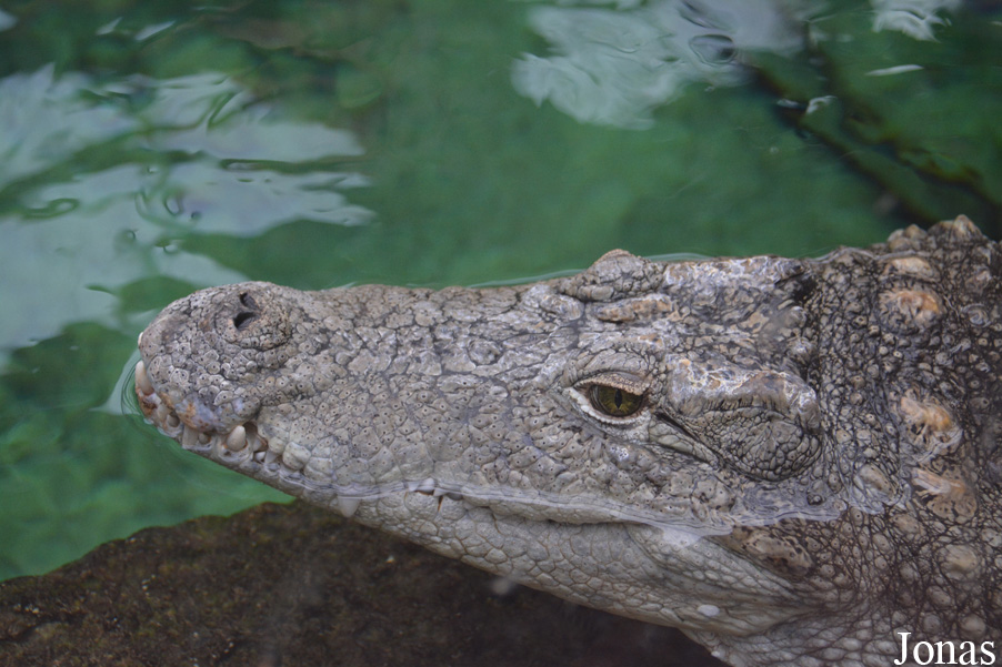 Crocodylus niloticus