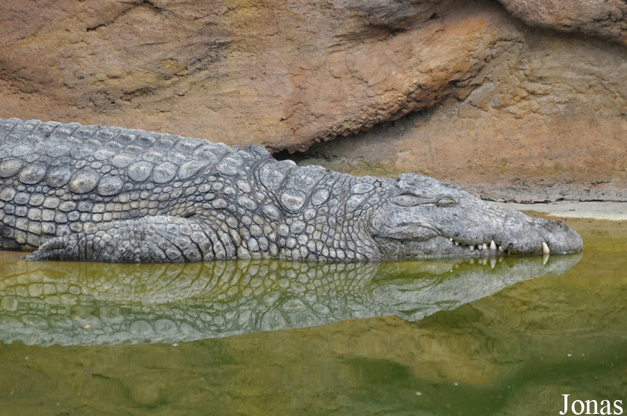 Crocodylus niloticus cowiei