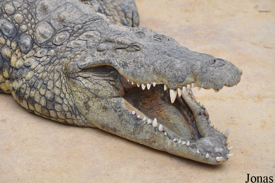 Crocodylus niloticus cowiei